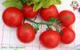 Tomatoes with rice and baked potatoes